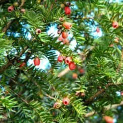 Almindelig Taks Taxus Baccata Med Klump,- 40-50 Cm. -Osmo Salgsbutik p2301 54118 taxus baccata 7b4c