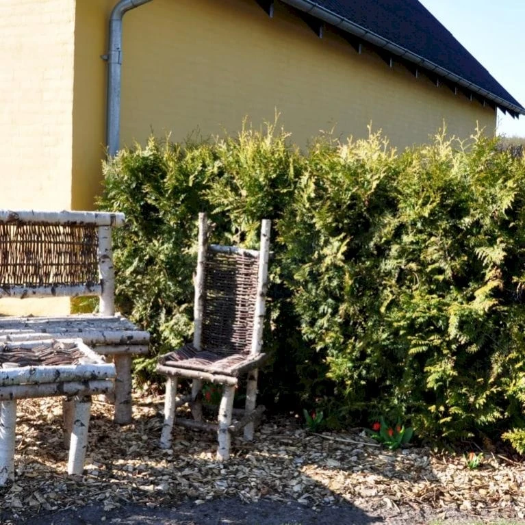 Hækthuja 'Brabant' Thuja Occidentalis 'Brabant' Potte 15 Liter,- 150-175 Cm. 6 Hækthuja 'Brabant' Thuja Occidentalis 'Brabant' Potte 15 Liter,- 150-175 Cm. - Billede 4