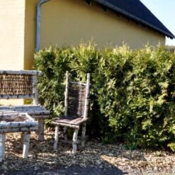 Hækthuja 'Brabant' Thuja Occidentalis 'Brabant' Potte 5,0 Liter,- 80-100 Cm. 12 Hækthuja 'Brabant' Thuja Occidentalis 'Brabant' Potte 5,0 Liter,- 80-100 Cm. -Osmo Salgsbutik p2303 47524 thuja occidentalis brabant cd58 3