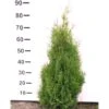 Hækthuja 'Holmstrup' Thuja Occidentalis 'Holmstrup' Med Klump,- 60-80 Cm. -Osmo Salgsbutik p2305 52724 thuja occidentalis holmstrup 6ebe