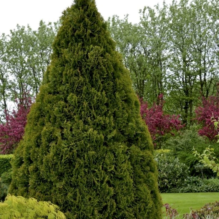 Hækthuja 'Holmstrup' Thuja Occidentalis 'Holmstrup' Med Klump,- 60-80 Cm. 5 Hækthuja 'Holmstrup' Thuja Occidentalis 'Holmstrup' Med Klump,- 60-80 Cm. - Billede 3