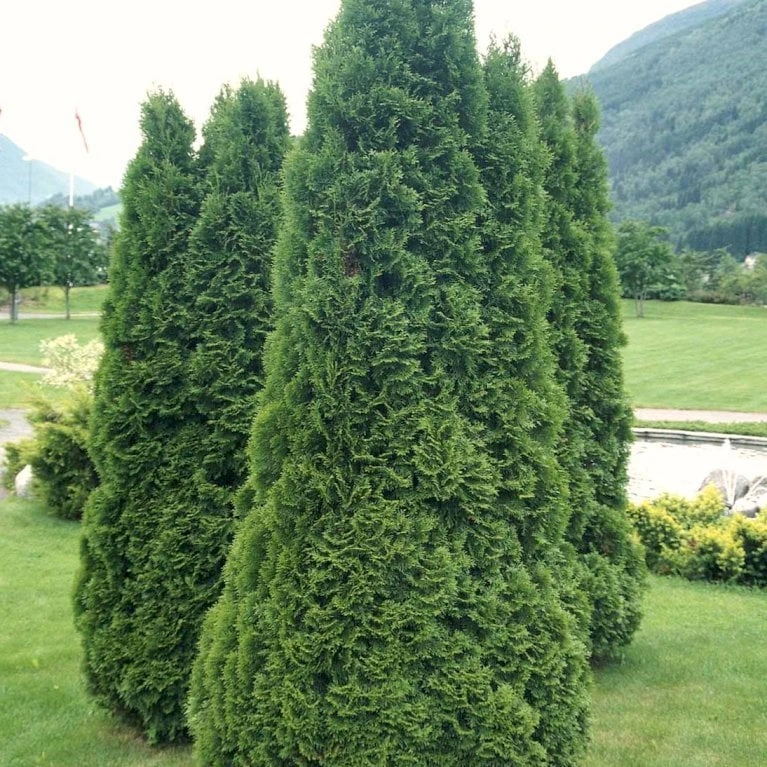 Hækthuja 'Holmstrup' Thuja Occidentalis 'Holmstrup' Med Klump,- 60-80 Cm. 7 Hækthuja 'Holmstrup' Thuja Occidentalis 'Holmstrup' Med Klump,- 60-80 Cm. - Billede 5
