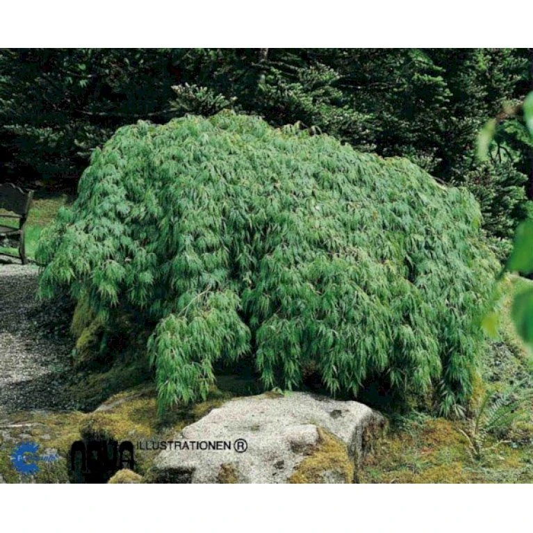 Japansk Dværgahorn 'Viride' Acer Palmatum Dissectum 'Viride' Potte 4,0 Liter,- 40-50 Cm. 3 Japansk Dværgahorn 'Viride' Acer Palmatum Dissectum 'Viride' Potte 4,0 Liter,- 40-50 Cm.