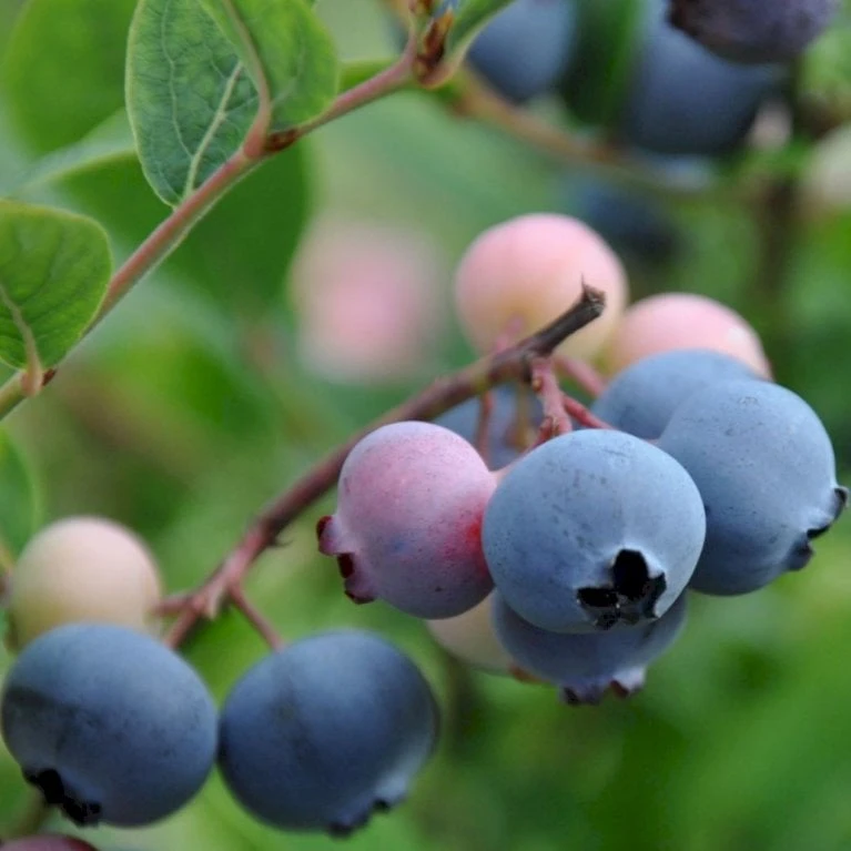 Storfrugtet Blåbær 'Patriot' Vaccinium Corymbosum 'Patriot' Potte 3,0 Liter,- Opbundet 4 Storfrugtet Blåbær 'Patriot' Vaccinium Corymbosum 'Patriot' Potte 3,0 Liter,- Opbundet - Billede 2