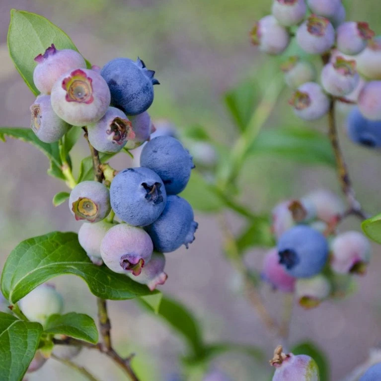 Storfrugtet Blåbær 'Patriot' Vaccinium Corymbosum 'Patriot' Potte 3,0 Liter,- Opbundet 5 Storfrugtet Blåbær 'Patriot' Vaccinium Corymbosum 'Patriot' Potte 3,0 Liter,- Opbundet - Billede 3