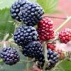 Tornfri Brombær 'Thornfree' Rubus Fruticosus 'Thornfree' Potte 2,0 Liter,- Opbundet 1 Tornfri Brombær 'Thornfree' Rubus Fruticosus 'Thornfree' Potte 2,0 Liter,- Opbundet -Osmo Salgsbutik p246 48826 rubus fruticosus thornfree 4693
