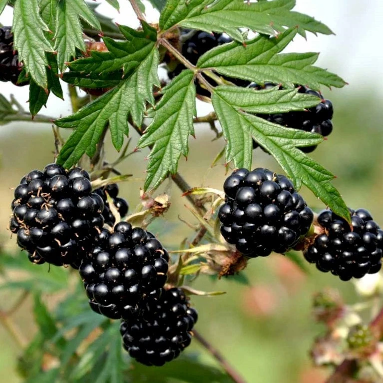 Brombær 'Thornless Evergreen' Rubus Fruticosus 'Thornless Evergreen' Potte 3,0 Liter,- Opbundet 3 Brombær 'Thornless Evergreen' Rubus Fruticosus 'Thornless Evergreen' Potte 3,0 Liter,- Opbundet