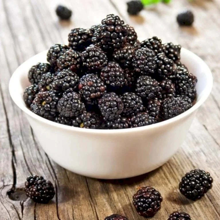 Brombær 'Thornless Evergreen' Rubus Fruticosus 'Thornless Evergreen' Potte 3,0 Liter,- Opbundet 4 Brombær 'Thornless Evergreen' Rubus Fruticosus 'Thornless Evergreen' Potte 3,0 Liter,- Opbundet - Billede 2