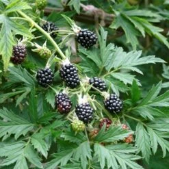 Brombær 'Thornless Evergreen' Rubus Fruticosus 'Thornless Evergreen' Potte 3,0 Liter,- Opbundet 8 Brombær 'Thornless Evergreen' Rubus Fruticosus 'Thornless Evergreen' Potte 3,0 Liter,- Opbundet -Osmo Salgsbutik p247 50654 rubus fruticosus thornless evergreen d08a