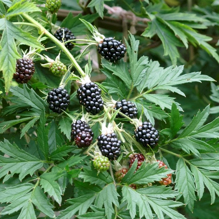 Brombær 'Thornless Evergreen' Rubus Fruticosus 'Thornless Evergreen' Potte 3,0 Liter,- Opbundet 5 Brombær 'Thornless Evergreen' Rubus Fruticosus 'Thornless Evergreen' Potte 3,0 Liter,- Opbundet - Billede 3