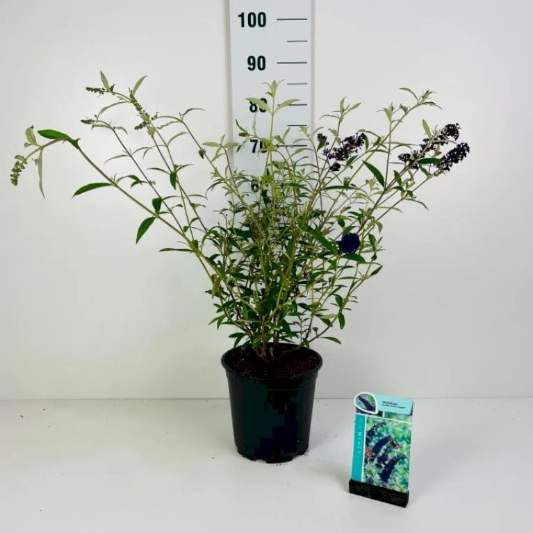 Sommerfuglebusk 'Black Knight' Buddleja Davidii 'Black Knight' Potte 6,5 Liter 50-60 Cm. 3 Sommerfuglebusk 'Black Knight' Buddleja Davidii 'Black Knight' Potte 6,5 Liter 50-60 Cm.