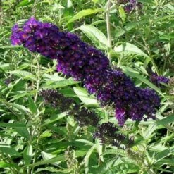Sommerfuglebusk 'Black Knight' Buddleja Davidii 'Black Knight' Potte 6,5 Liter 50-60 Cm. 12 Sommerfuglebusk 'Black Knight' Buddleja Davidii 'Black Knight' Potte 6,5 Liter 50-60 Cm. -Osmo Salgsbutik p250 47307 buddleja davidii black knight 5405