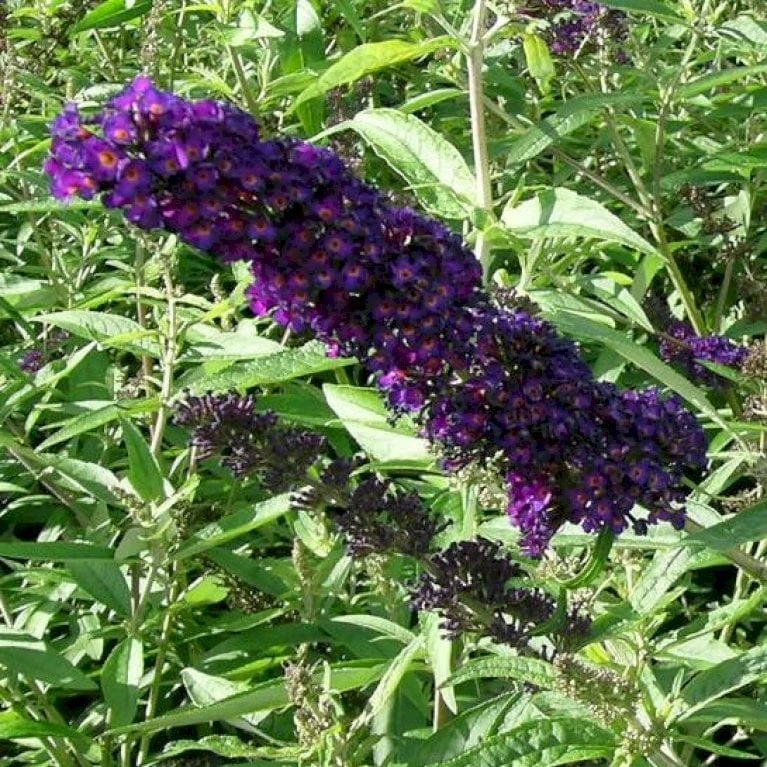 Sommerfuglebusk 'Black Knight' Buddleja Davidii 'Black Knight' Potte 6,5 Liter 50-60 Cm. 5 Sommerfuglebusk 'Black Knight' Buddleja Davidii 'Black Knight' Potte 6,5 Liter 50-60 Cm. - Billede 3