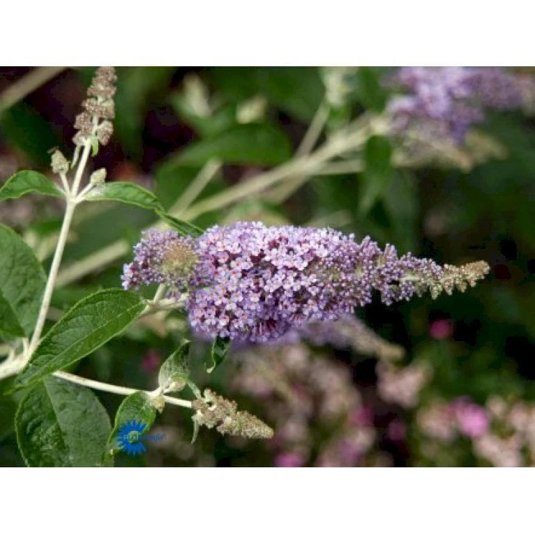Sommerfuglebusk 'Lochinch' Buddleja Davidii 'Lochinch' 3,5 Liter Potte 3 Sommerfuglebusk 'Lochinch' Buddleja Davidii 'Lochinch' 3,5 Liter Potte