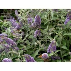 Sommerfuglebusk 'Lochinch' Buddleja Davidii 'Lochinch' 3,5 Liter Potte 8 Sommerfuglebusk 'Lochinch' Buddleja Davidii 'Lochinch' 3,5 Liter Potte -Osmo Salgsbutik p252 6693 buddleia davidii lochinch a64d