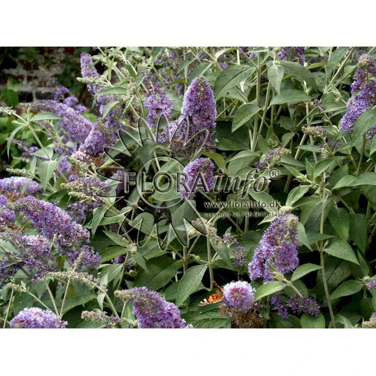 Sommerfuglebusk 'Lochinch' Buddleja Davidii 'Lochinch' 3,5 Liter Potte 5 Sommerfuglebusk 'Lochinch' Buddleja Davidii 'Lochinch' 3,5 Liter Potte - Billede 3
