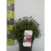 Spiræa 'Shirobana' Spiraea Japonica 'Shirobana' Potte 4,0 Liter,- 30-40 Cm. -Osmo Salgsbutik p2535 41930 spiraea japonica shirobana 9fba