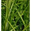 Stiv Star Carex Elata 1 Liter Potte -Osmo Salgsbutik p25443 38966 carex elata 817b