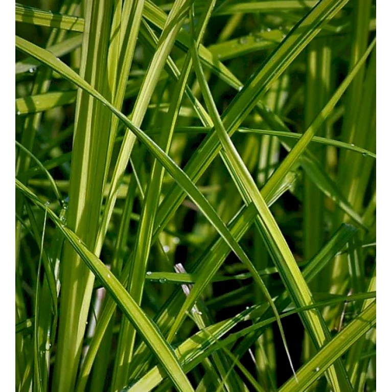 Stiv Star Carex Elata 1 Liter Potte 3 Stiv Star Carex Elata 1 Liter Potte