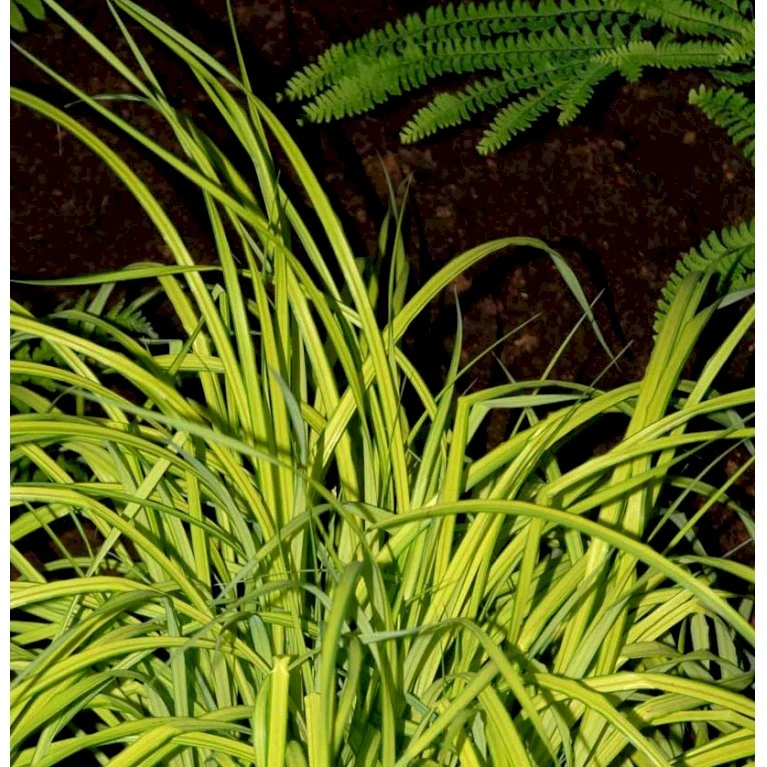 Star 'Bowles Golden' Carex Elata 'Bowles Golden' 1 Liter Potte 3 Star 'Bowles Golden' Carex Elata 'Bowles Golden' 1 Liter Potte