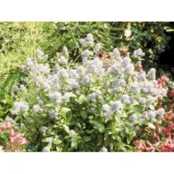 Amerikansk Syren 'Henri Désfossé' Ceanothus Hybrid 'Henri Désfossé' 3,5 Liter Potte