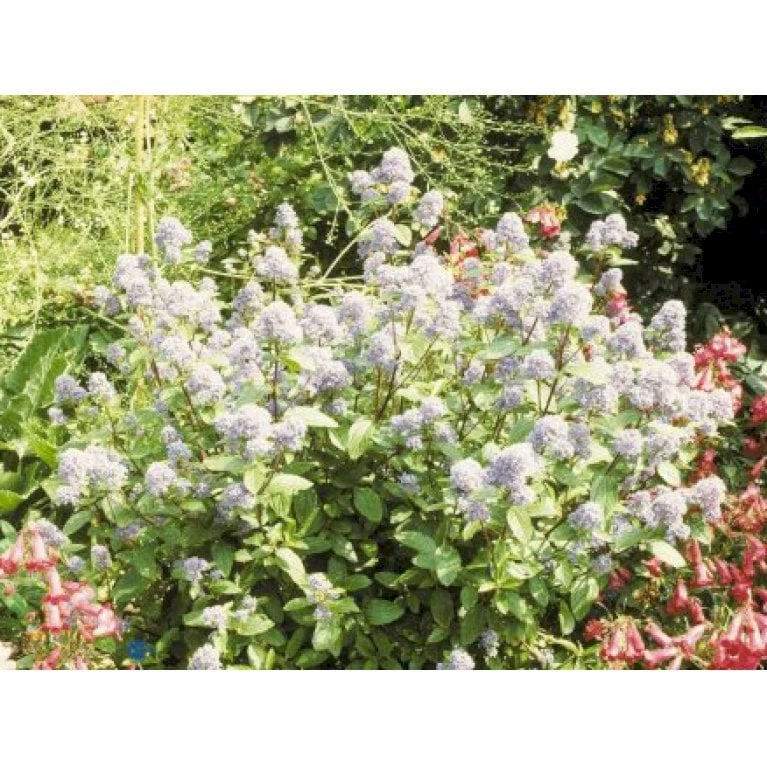 Amerikansk Syren 'Henri Désfossé' Ceanothus Hybrid 'Henri Désfossé' 3,5 Liter Potte 3 Amerikansk Syren 'Henri Désfossé' Ceanothus Hybrid 'Henri Désfossé' 3,5 Liter Potte