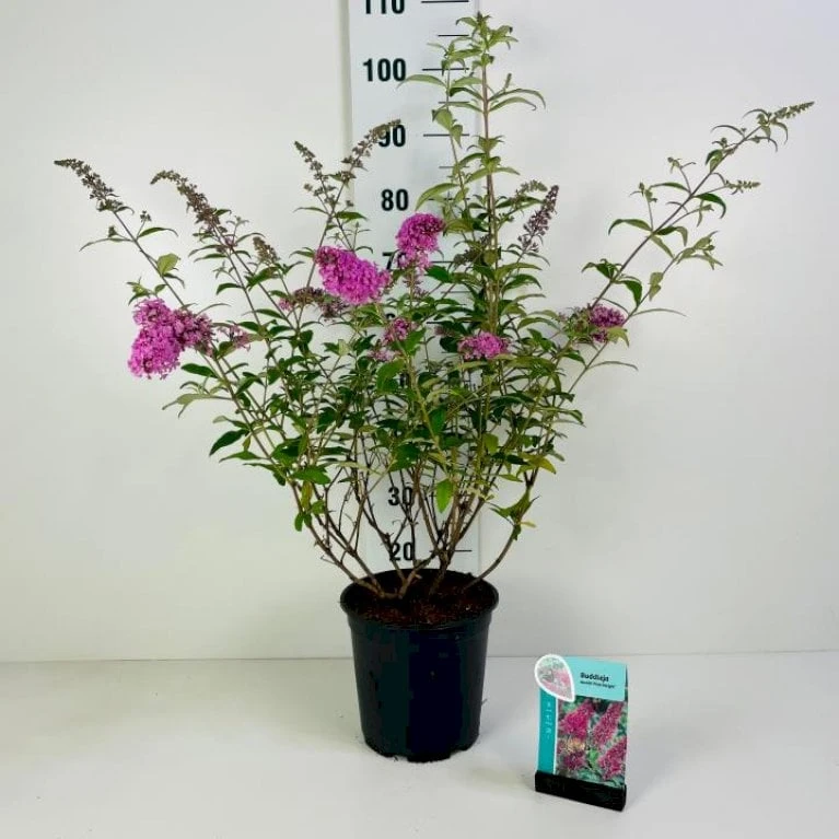 Sommerfuglebusk 'Pink Delight' Buddleja Davidii 'Pink Delight' Potte 6,5 Liter 50-60 Cm. 3 Sommerfuglebusk 'Pink Delight' Buddleja Davidii 'Pink Delight' Potte 6,5 Liter 50-60 Cm.
