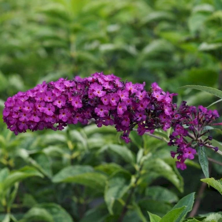 Sommerfuglebusk 'Royal Red' Buddleja Davidii 'Royal Red' Potte 2 Liter. 5 Sommerfuglebusk 'Royal Red' Buddleja Davidii 'Royal Red' Potte 2 Liter. - Billede 3