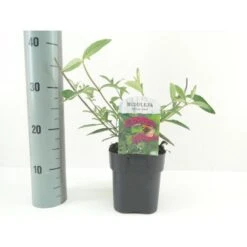 Sommerfuglebusk 'Royal Red' Buddleja Davidii 'Royal Red' Potte 2 Liter.