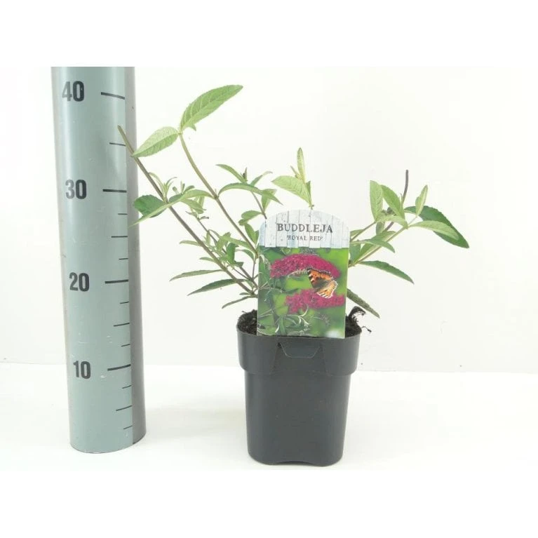 Sommerfuglebusk 'Royal Red' Buddleja Davidii 'Royal Red' Potte 2 Liter. 3 Sommerfuglebusk 'Royal Red' Buddleja Davidii 'Royal Red' Potte 2 Liter.