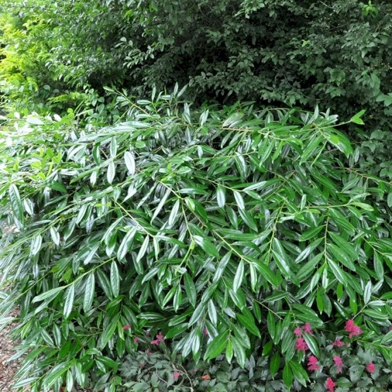 Kirsebærlaurbær 'Pruzab' Prunus Laurocerasus 'Pruzab' Med Klump,- 40-50 Cm. 3 Kirsebærlaurbær 'Pruzab' Prunus Laurocerasus 'Pruzab' Med Klump,- 40-50 Cm.