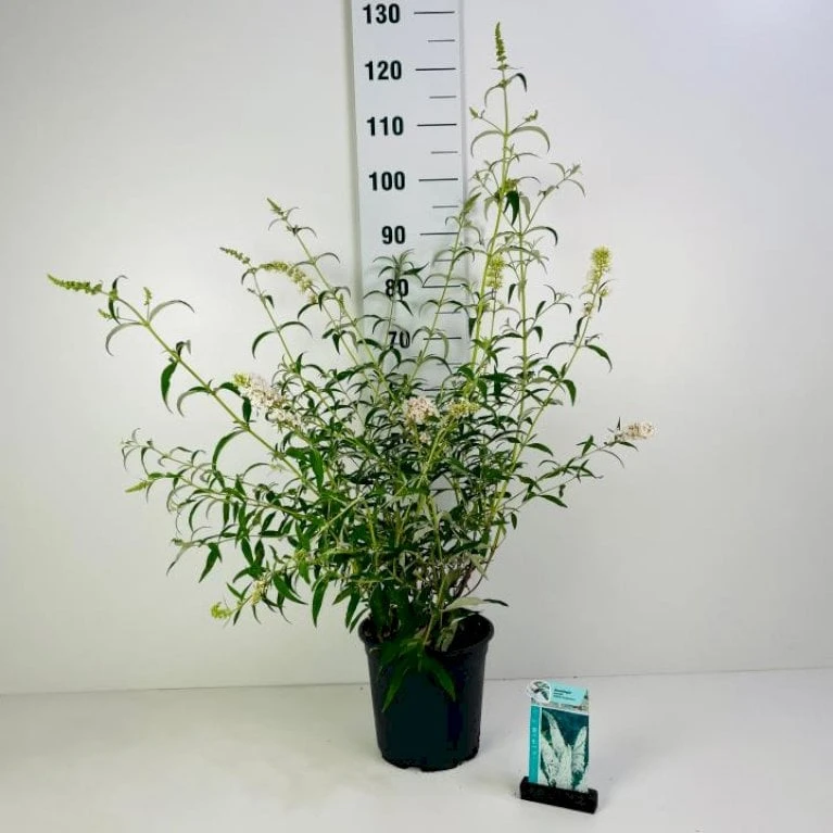 Sommerfuglebusk 'White Profusion' Buddleja Davidii 'White Profusion' Potte 6,5 Liter 50-60 Cm. 3 Sommerfuglebusk 'White Profusion' Buddleja Davidii 'White Profusion' Potte 6,5 Liter 50-60 Cm.