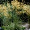 Kæmpefjergræs Stipa Gigantea Potte 2 Liter. 1 Kæmpefjergræs Stipa Gigantea Potte 2 Liter. -Osmo Salgsbutik p2593 36135 stipa gigantea 7fb4