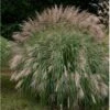 Kinesisk Græs Miscanthus Sinensis 'Hermann Müssel' 3,0 Liter Potte -Osmo Salgsbutik p26890 36694 miscanthus sinensis hermann muessel 968c