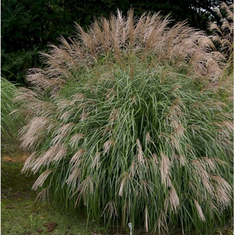 Kinesisk Græs Miscanthus Sinensis 'Hermann Müssel' 3,0 Liter Potte 3 Kinesisk Græs Miscanthus Sinensis 'Hermann Müssel' 3,0 Liter Potte