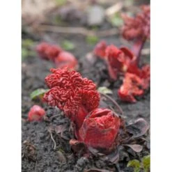 Rabarber 'Timperley Early' Rheum 'Timperley Early' (Drivrabarber) 17 Cm Potte/ 2,3 Liter