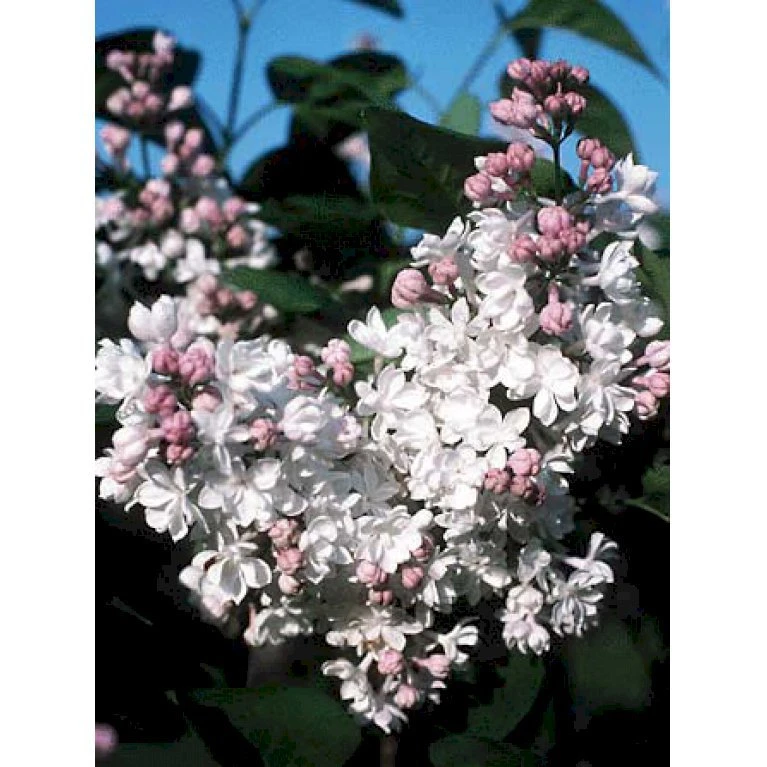 'Beauty Of Moscow' Syringa Vul.'Beauty Of Moscow' (storblomstrende) Med Klump,- 150-175 Cm. 3 'Beauty Of Moscow' Syringa Vul.'Beauty Of Moscow' (storblomstrende) Med Klump,- 150-175 Cm.