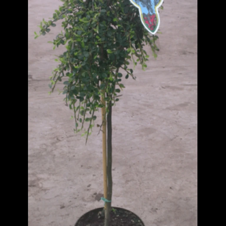 Opstammet Dværgmispel Cotoneaster Micr. 'streib'S Findling' Opstammet 60 Cm. Med Potte 5 Opstammet Dværgmispel Cotoneaster Micr. 'streib'S Findling' Opstammet 60 Cm. Med Potte - Billede 3