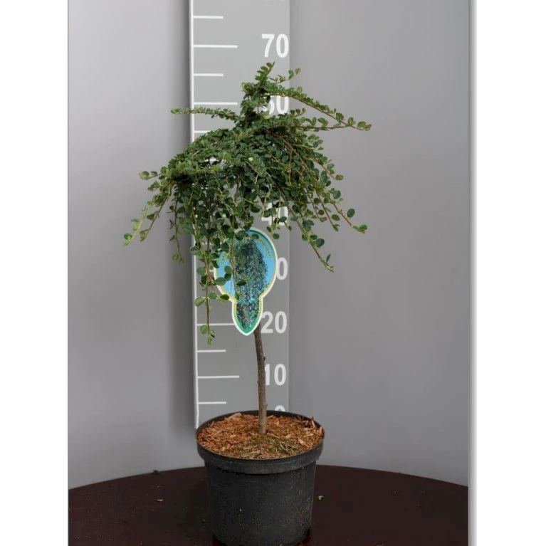 Opstammet Dværgmispel Cotoneaster Micr. 'streib'S Findling' Opstammet 60 Cm. Med Potte 3 Opstammet Dværgmispel Cotoneaster Micr. 'streib'S Findling' Opstammet 60 Cm. Med Potte