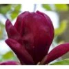 Magnolia Magnolia 'Black Tulip' Potte 10 Liter,- 80-100 Cm. -Osmo Salgsbutik p28450 38332 magnolia black tulip 85dc