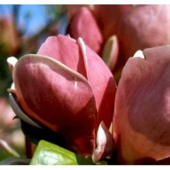 Magnolia 'Satisfaction' Magnolia Soulangeana 'Satisfaction' Potte 5,0 Liter,- 60-80 Cm.