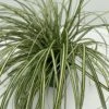 Star 'Evergold' Carex Oshimensis 'Evergold' Potte 2 Liter. 2 Star 'Evergold' Carex Oshimensis 'Evergold' Potte 2 Liter. -Osmo Salgsbutik p2852 34102 carex oshimensis evergold d9d9