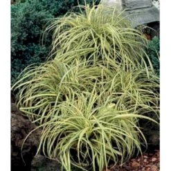 Star 'Evergold' Carex Oshimensis 'Evergold' Potte 2 Liter. -Osmo Salgsbutik p2852 36132 carex oshimensis evergold 2973