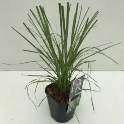 Lav Pampasgræs 'Pumila' Cortaderia Sellona 'Pumila' Potte 2 Liter.