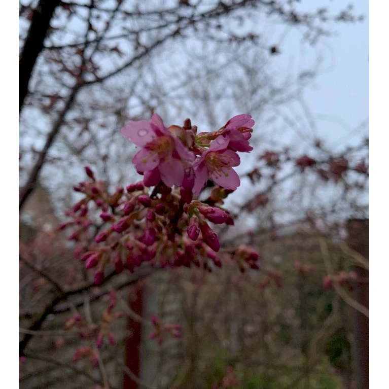 Prydkirsebær 'Fukubana' Prunus 'Fukubana' Solitær Busk 150-200 Cm. - Med Klump 3 Prydkirsebær 'Fukubana' Prunus 'Fukubana' Solitær Busk 150-200 Cm. - Med Klump