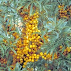 Havtorn 'Leikora' Hippophae Rhamnoides 'Leikora' (Hunplante) Potte 2,0 Liter,- Opbundet