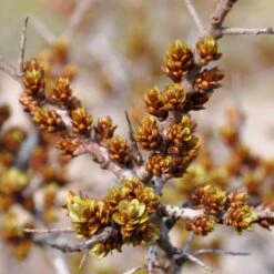 Havtorn 'Leikora' Hippophae Rhamnoides 'Leikora' (Hunplante) Potte 2,0 Liter,- Opbundet -Osmo Salgsbutik p28687 48710 hippophae rhamnoides leikora hunplante e438