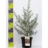 Havtorn (ej Kønssorterede) Hippophae Rhamnoides (ej Kønssorterede) Potte 7,5 Liter 80-100 Cm. -Osmo Salgsbutik p28690 41840 hippophae rhamnoides ej koenssorterede 3586