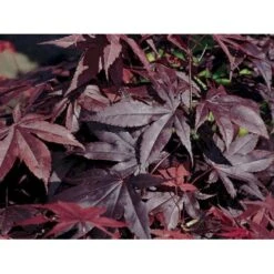 Japansk Ahorn 'Bloodgood' Acer Palmatum 'Bloodgood' Potte 10 Liter,- 60-80 Cm. 15 Japansk Ahorn 'Bloodgood' Acer Palmatum 'Bloodgood' Potte 10 Liter,- 60-80 Cm. -Osmo Salgsbutik p2900 2248 acer palmatum bloodgood 2bdf