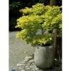 Viftebladet Løn Acer Shirasawanum 'Aureum' Potte 4,0 Liter,- 30-40 Cm. 1 Viftebladet Løn Acer Shirasawanum 'Aureum' Potte 4,0 Liter,- 30-40 Cm. -Osmo Salgsbutik p2901 2249 acer shirasawanum aureum b85d